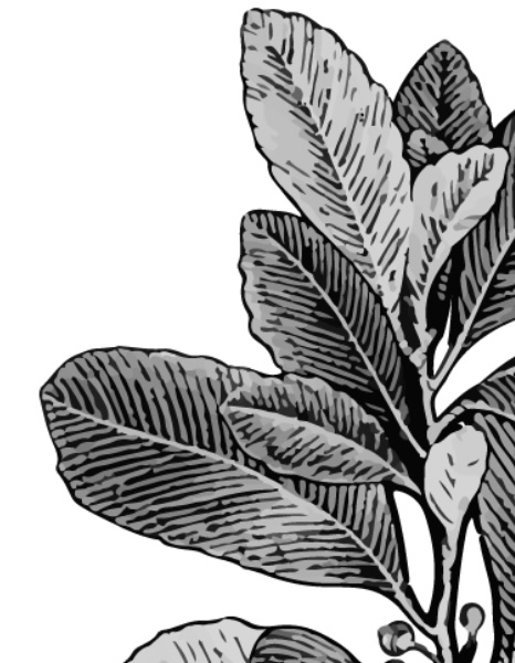 Harkana Yerba Orgánica